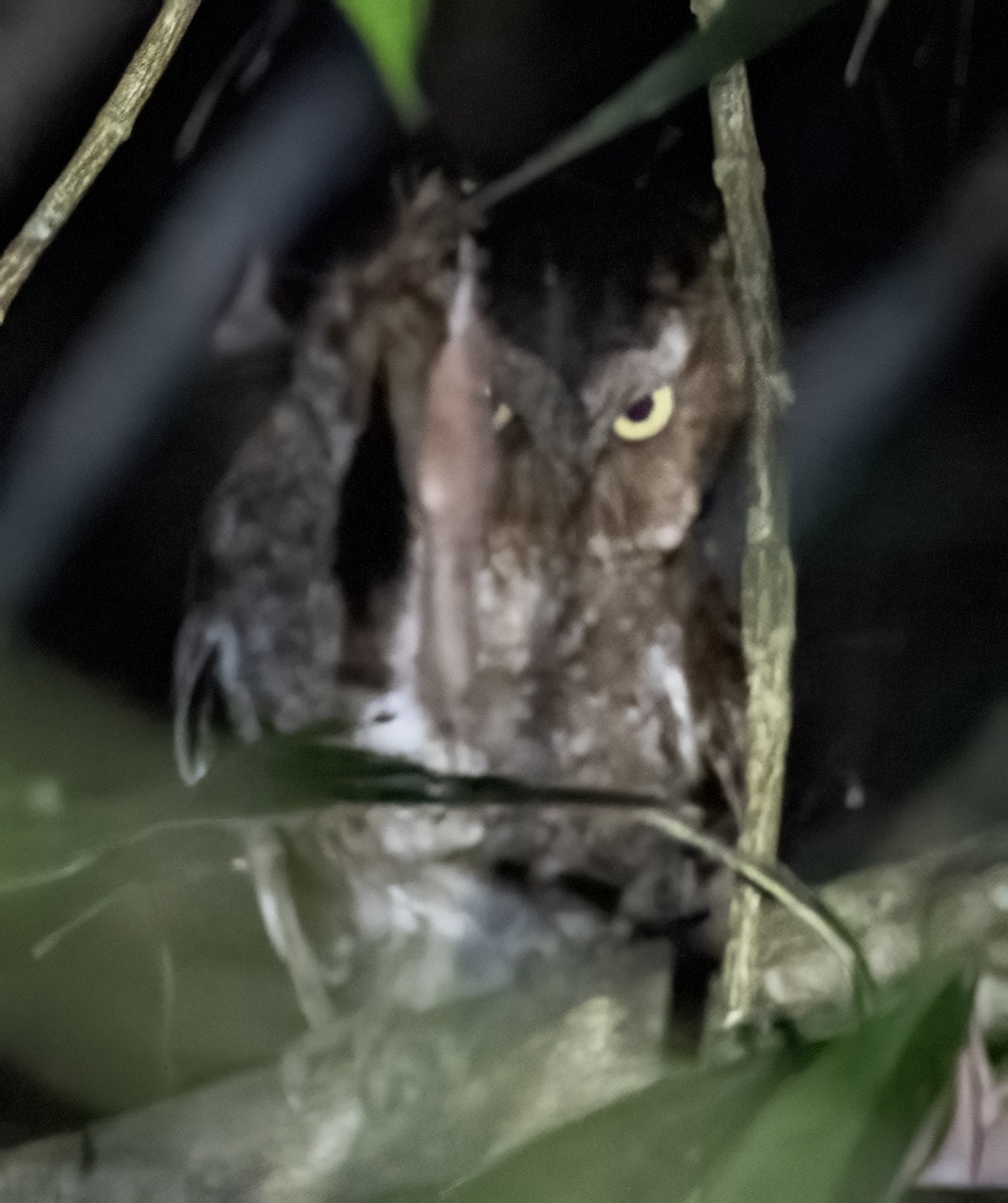 Mountain Scops-Owl - ML641351455