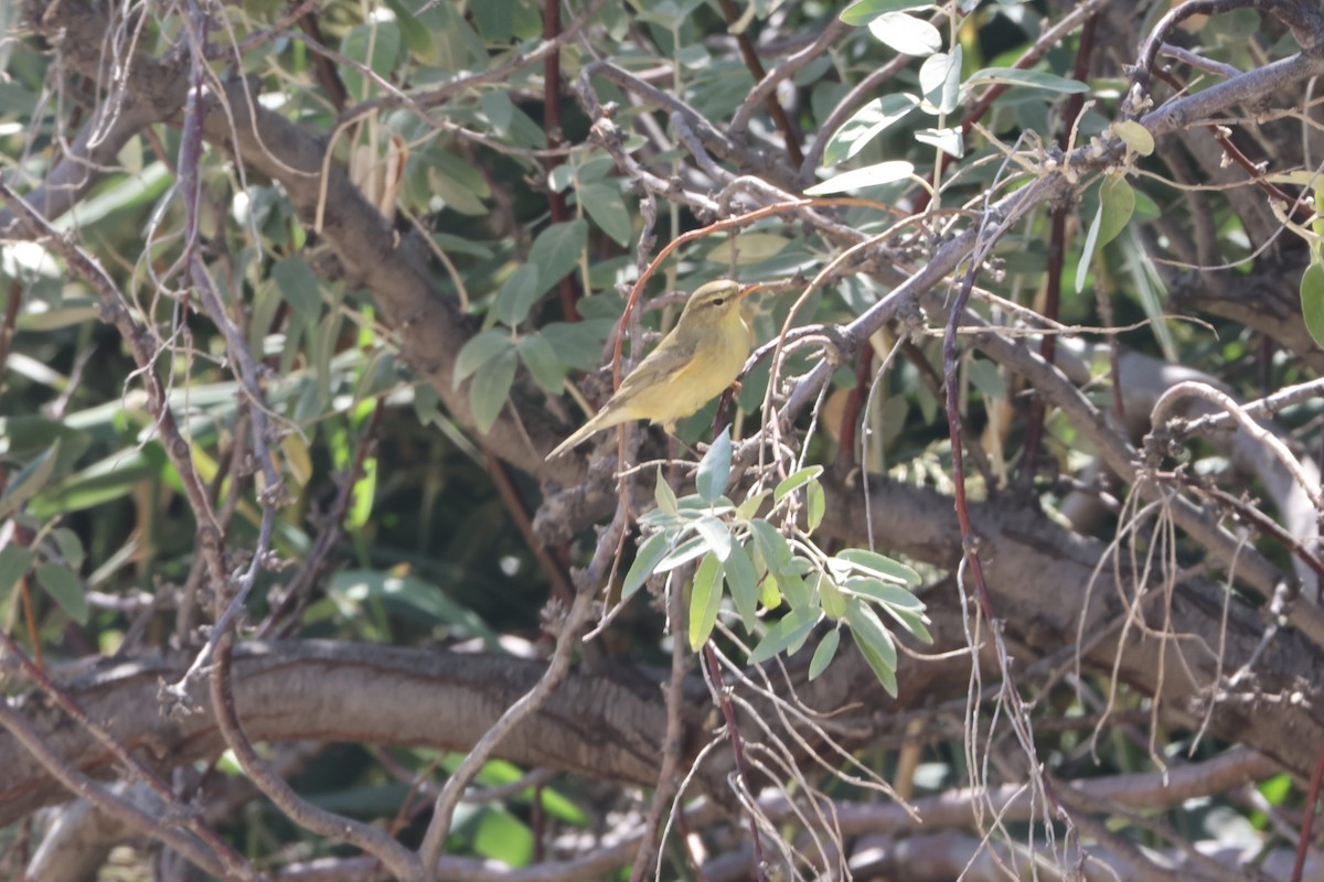 Willow Warbler - ML641351473