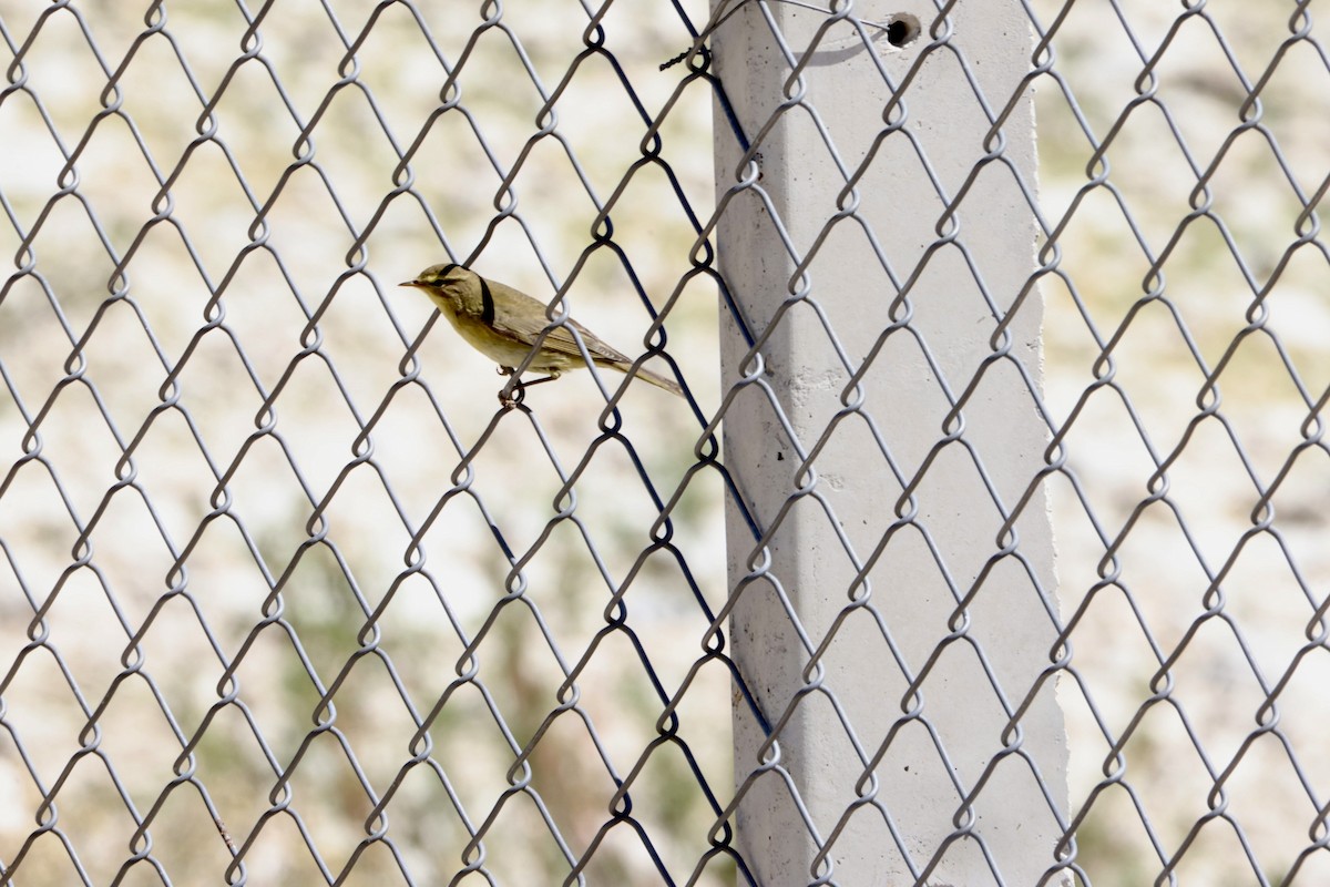 Willow Warbler - ML641351474