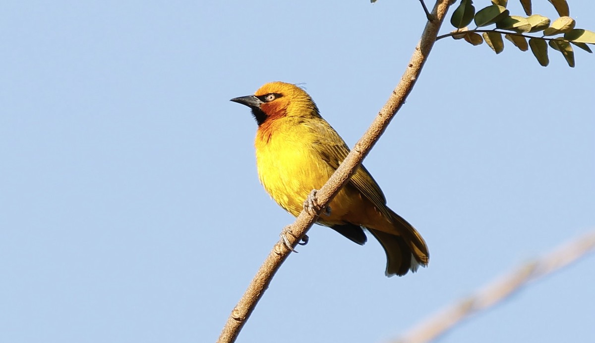 Spectacled Weaver - ML641351486