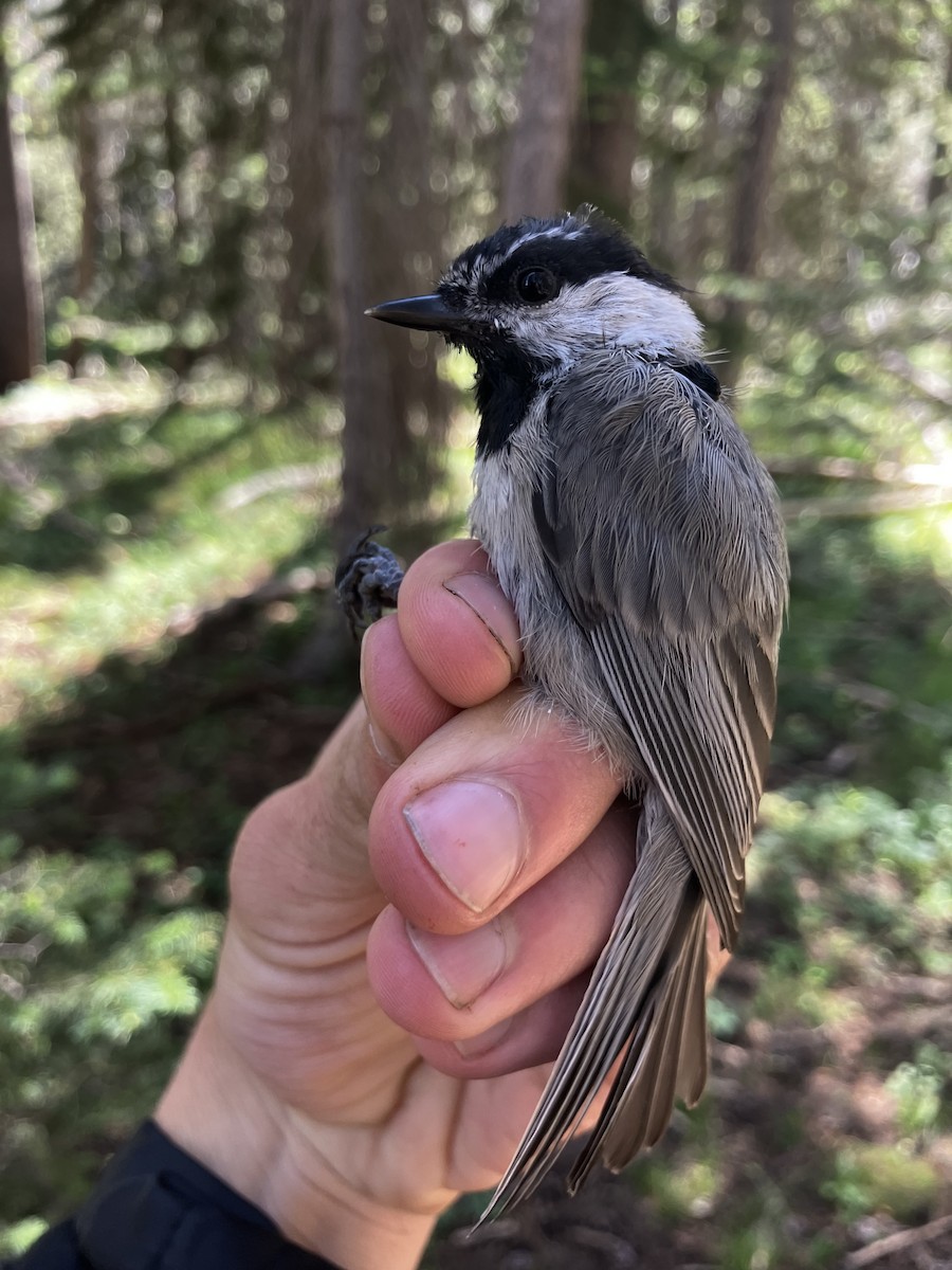 Mésange de Gambel - ML641351504