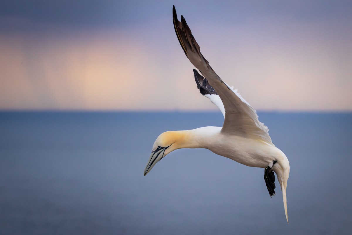 Northern Gannet - ML641351530