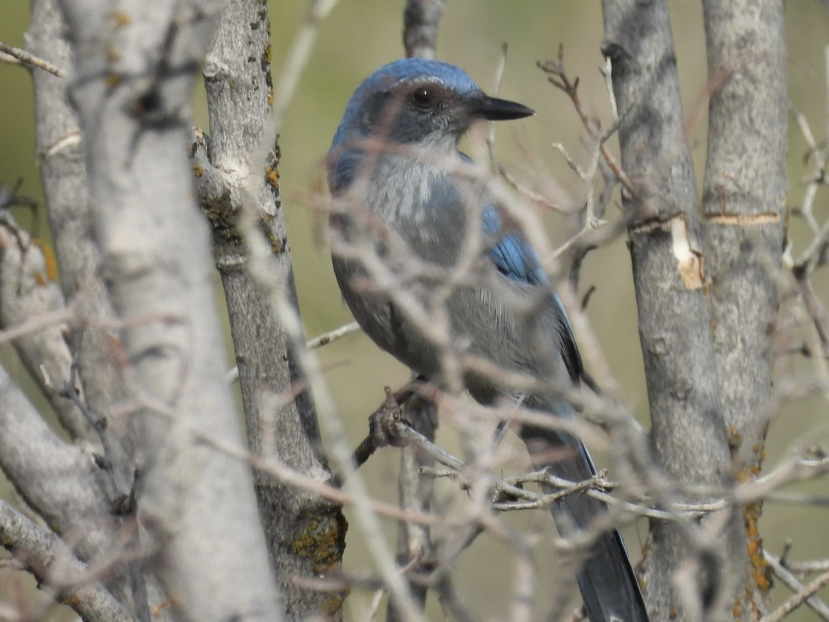 Woodhouse's Scrub-Jay - ML641351582
