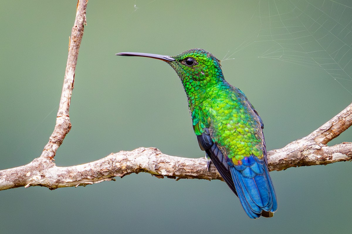 Steely-vented Hummingbird - ML641351595