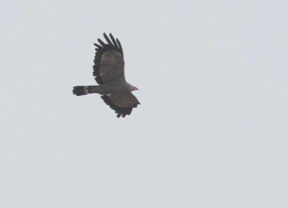 African Harrier-Hawk - ML641351619