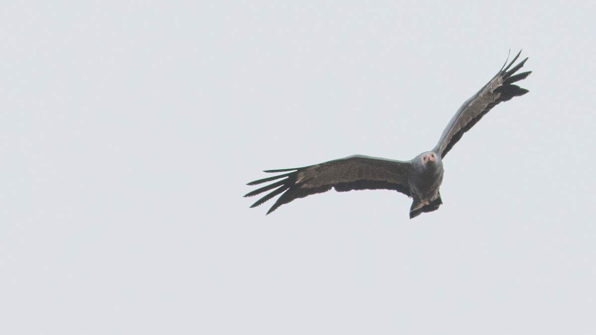 African Harrier-Hawk - ML641351620