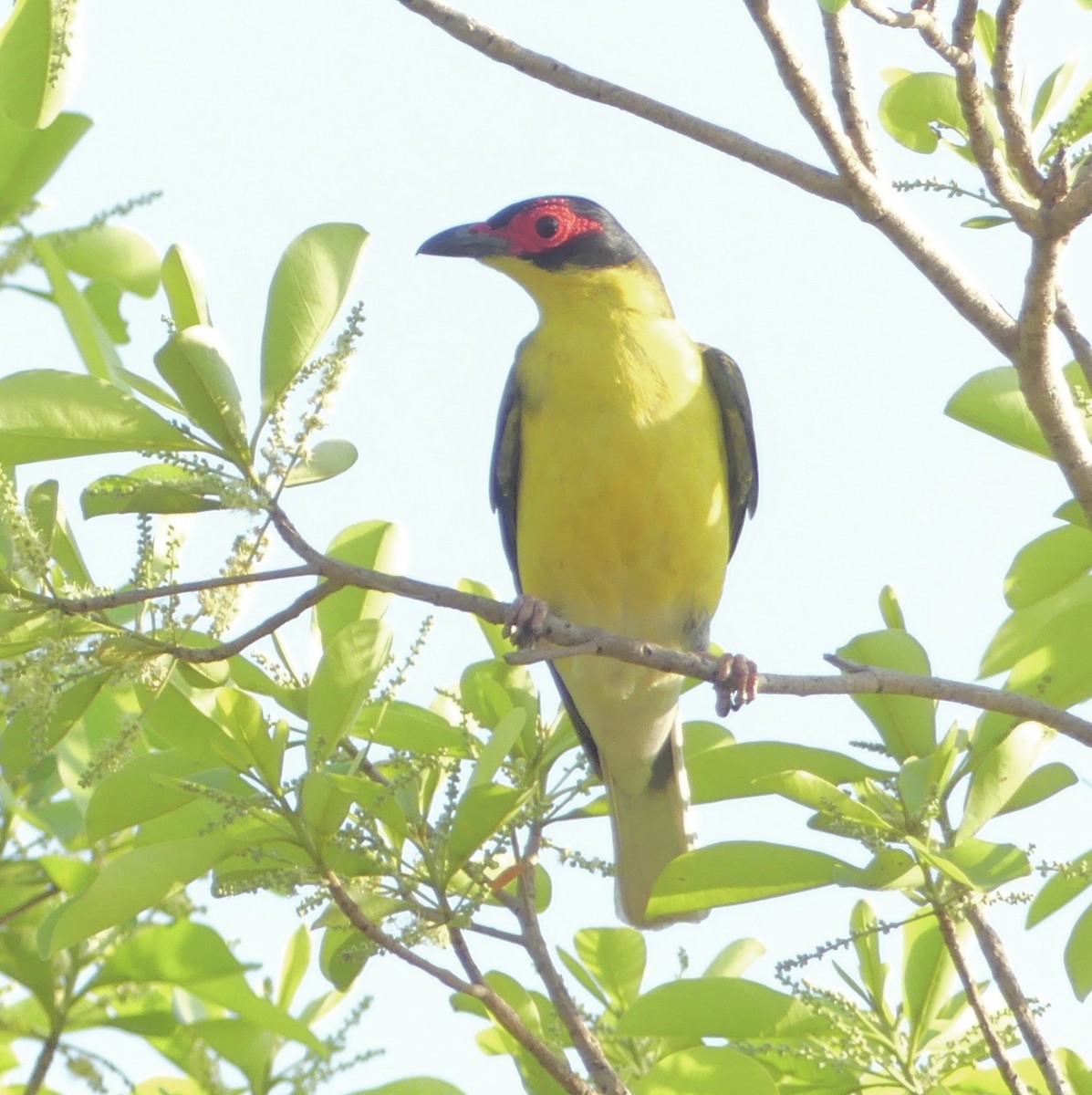 Australasian Figbird (flaviventris Group) - ML641351629