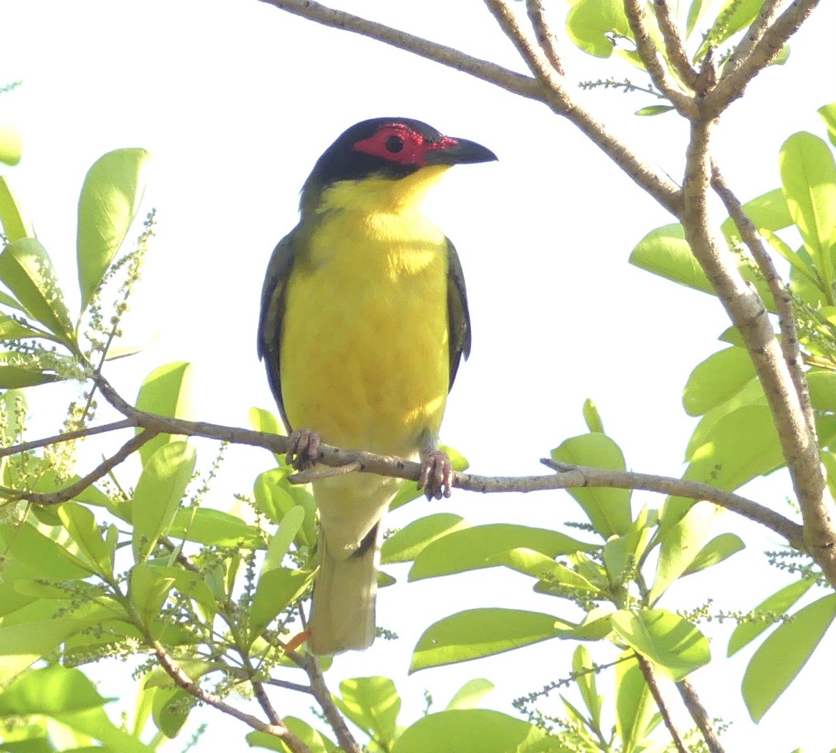 Australasian Figbird (flaviventris Group) - ML641351630