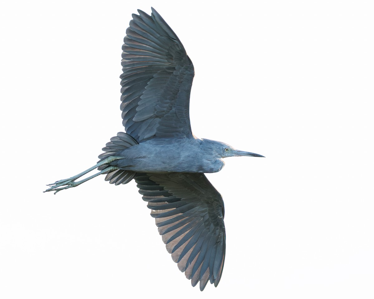 Little Blue Heron - ML641351667