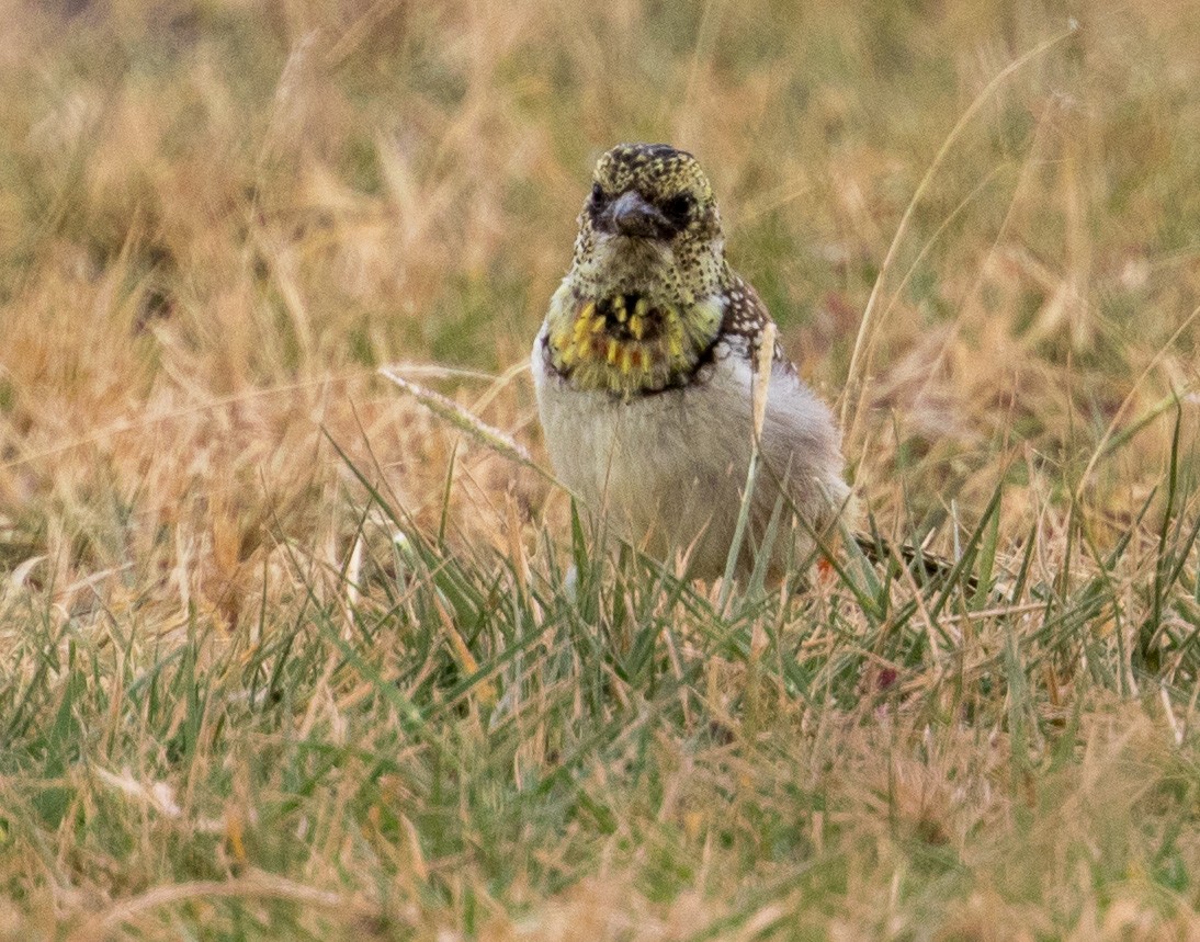D'Arnaud's Barbet (Usambiro) - ML641351685
