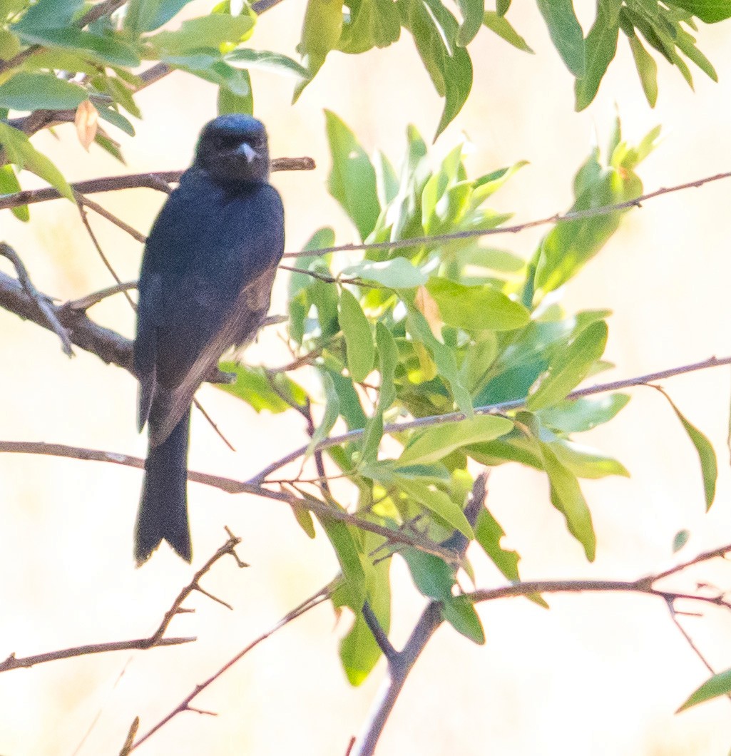 Fork-tailed Drongo - ML641351697