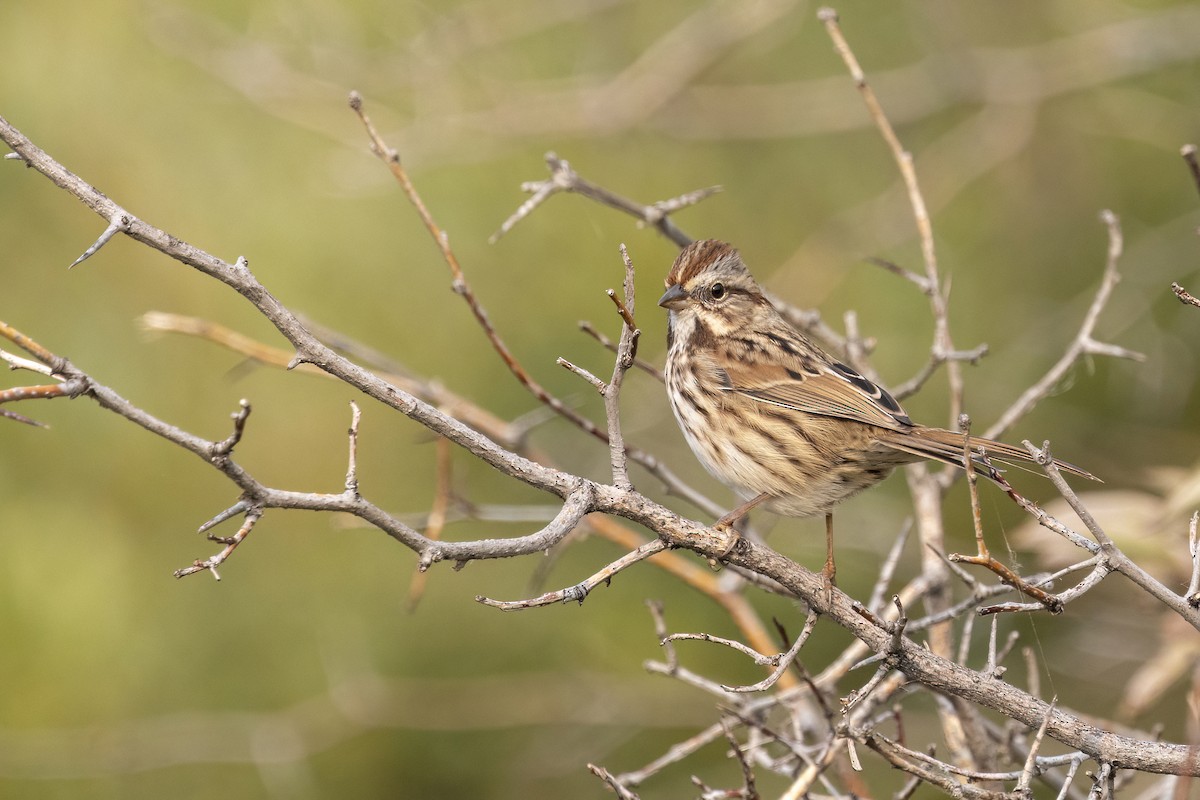Song Sparrow (montana/merrilli) - ML641351716