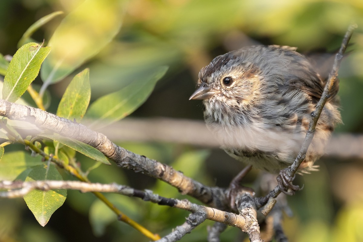 Song Sparrow (montana/merrilli) - ML641351718
