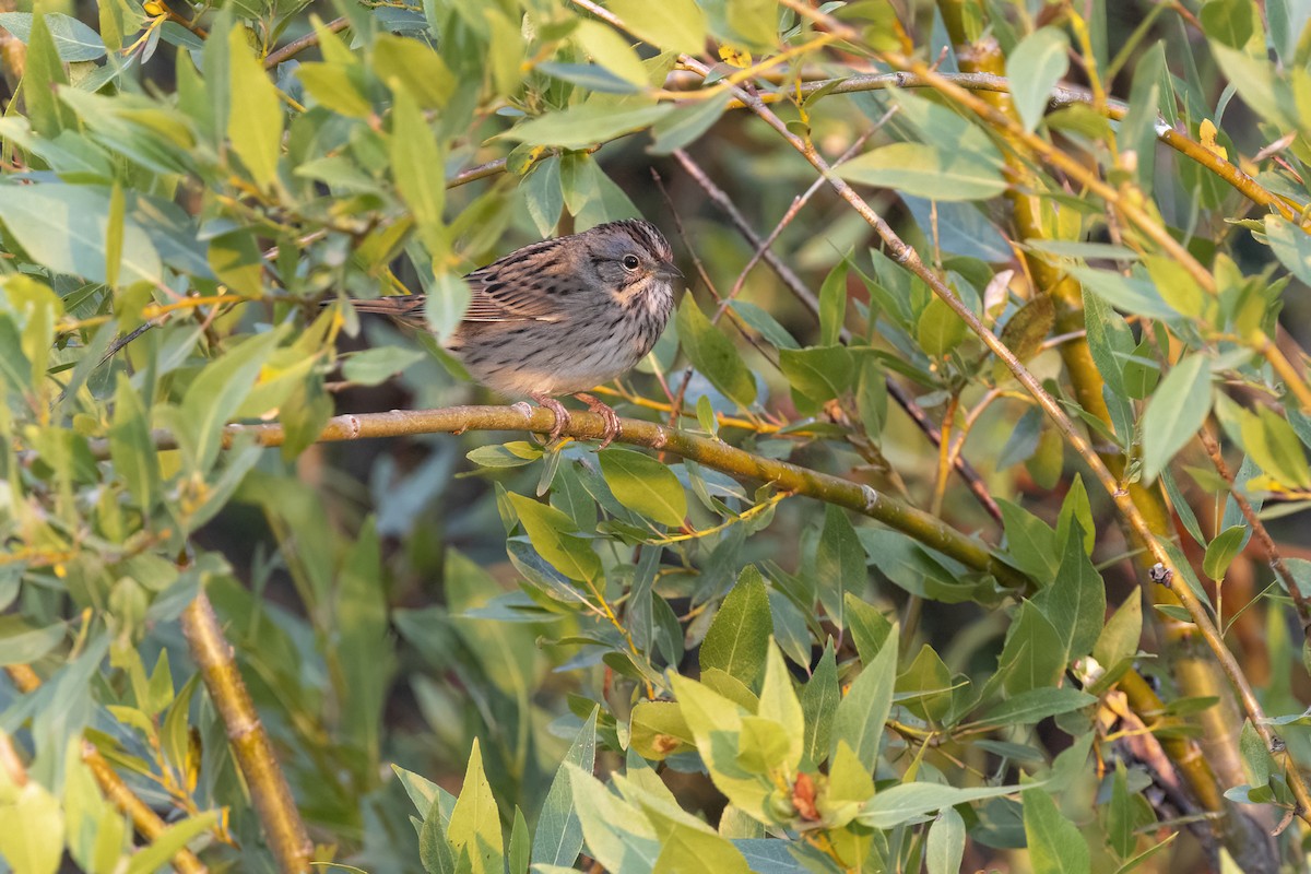 Lincoln's Sparrow - ML641351720
