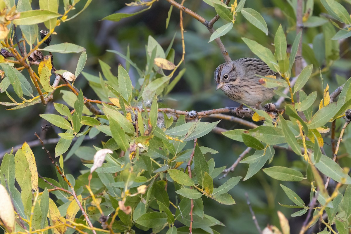 Lincoln's Sparrow - ML641351731