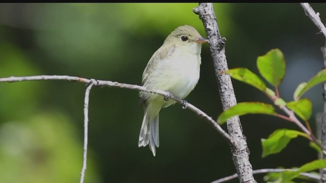 Acadian Flycatcher - ML641351735