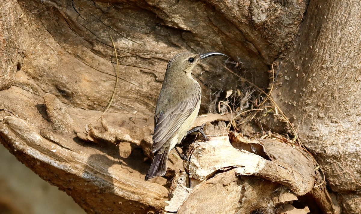 Copper Sunbird - ML641351739