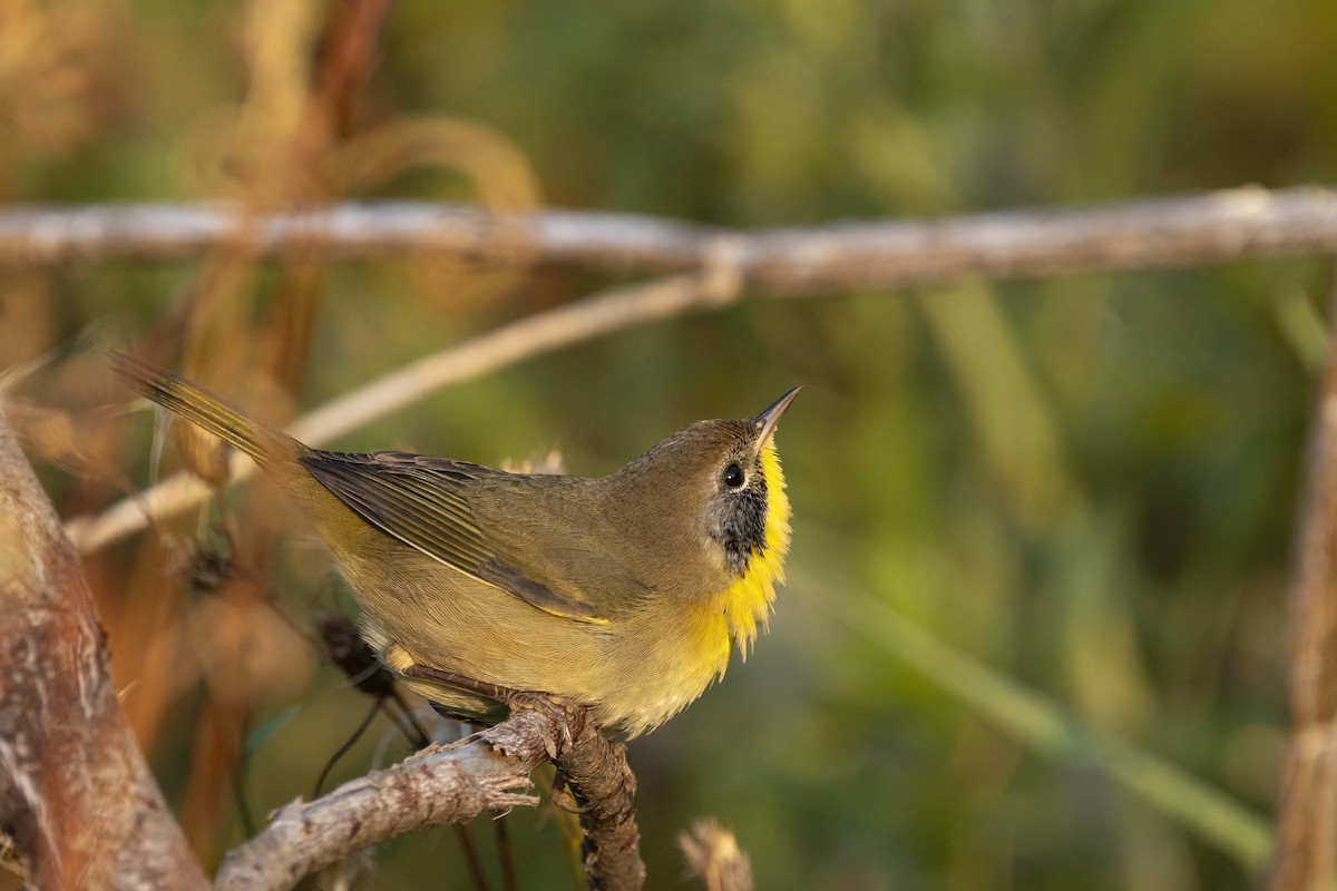 Common Yellowthroat - ML641351741