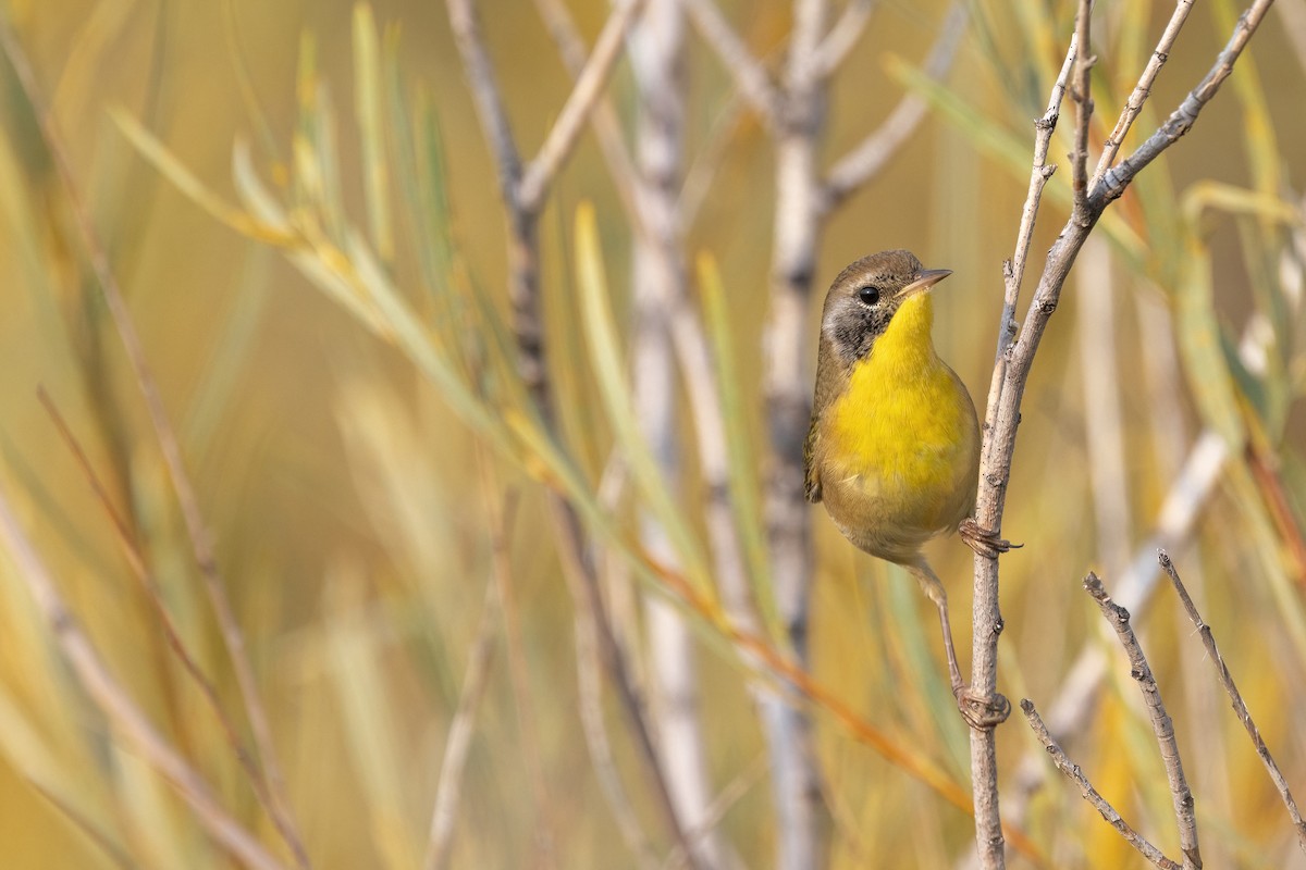 Common Yellowthroat - ML641351747