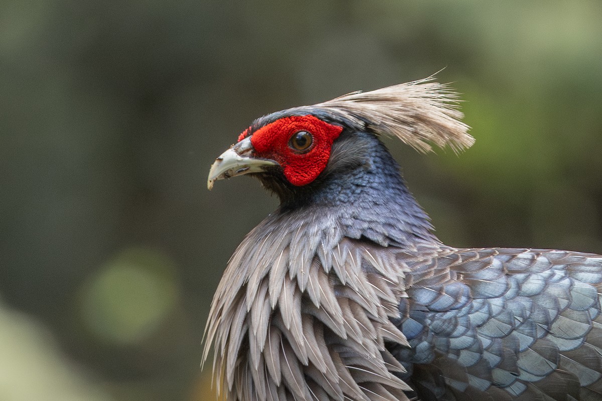 Kalij Pheasant - ML641351868