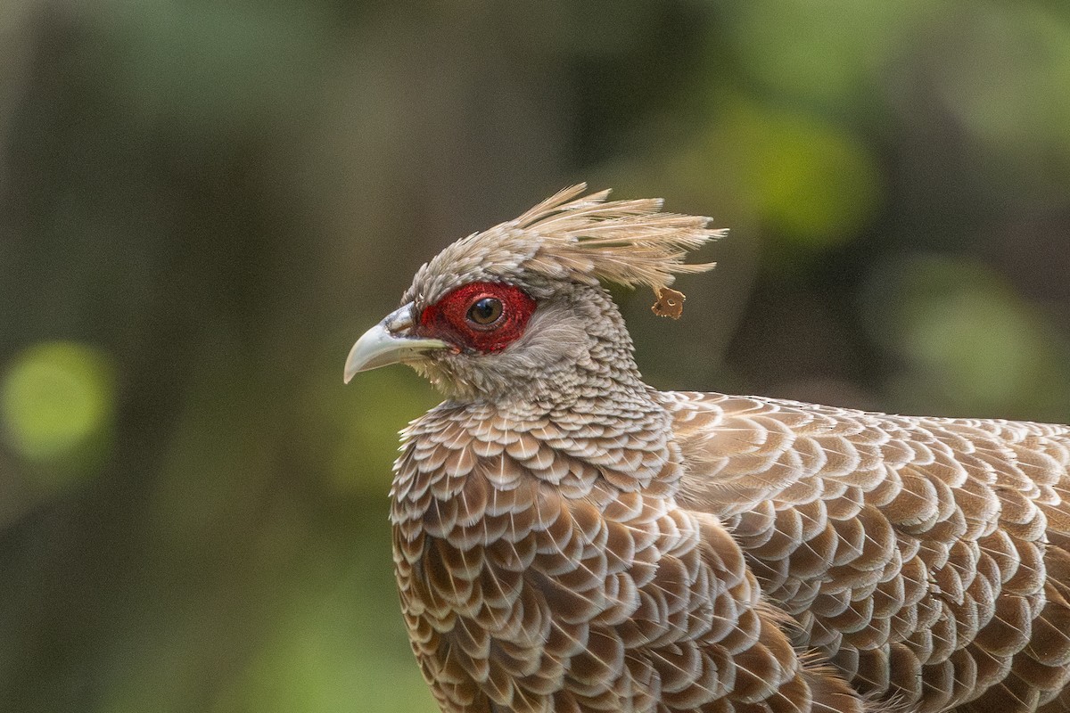 Kalij Pheasant - ML641351869