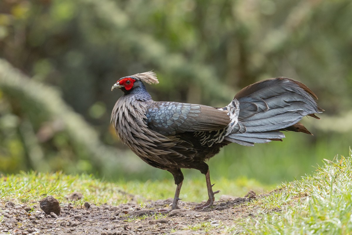 Kalij Pheasant - ML641351876