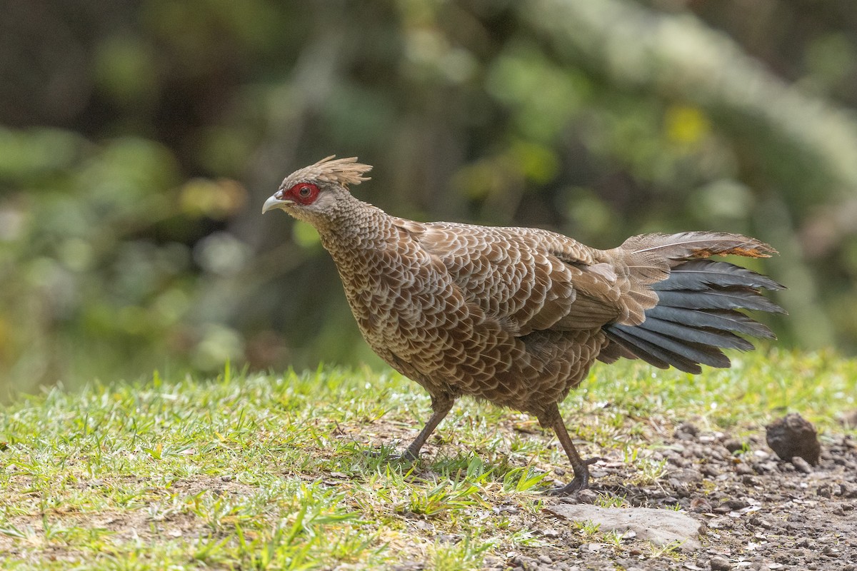 Kalij Pheasant - ML641351877