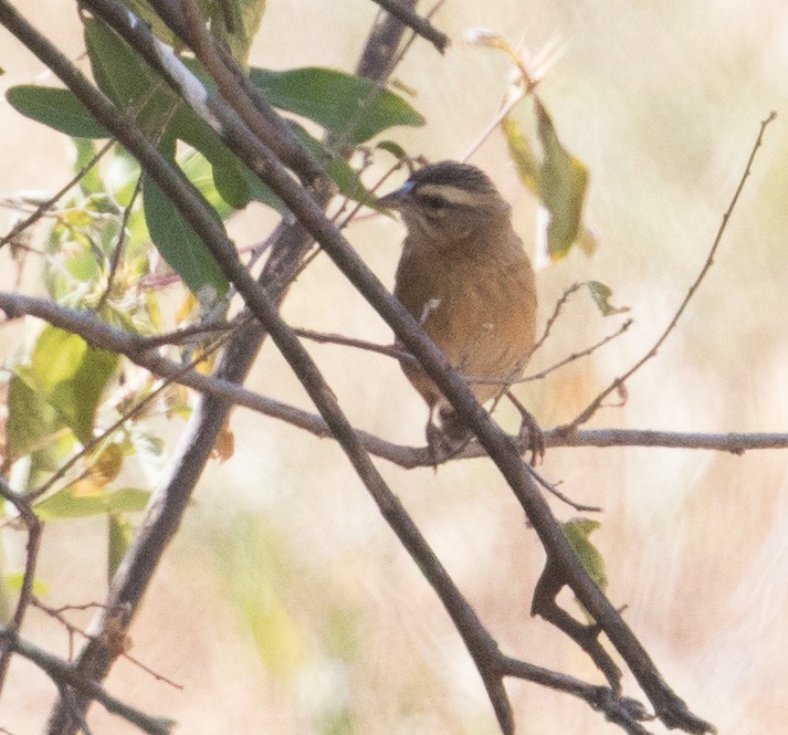 Black Bishop - ML641351886