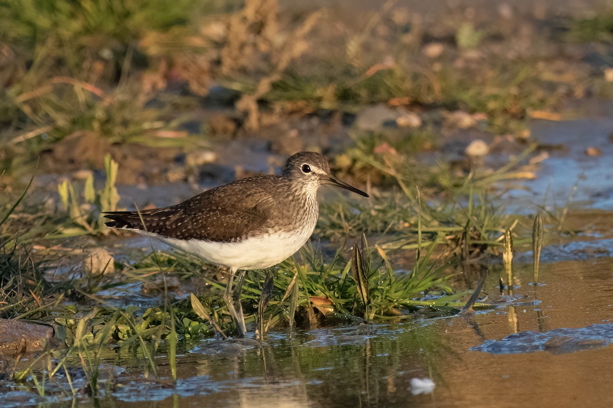 Piro piro culbianco - ML641351906