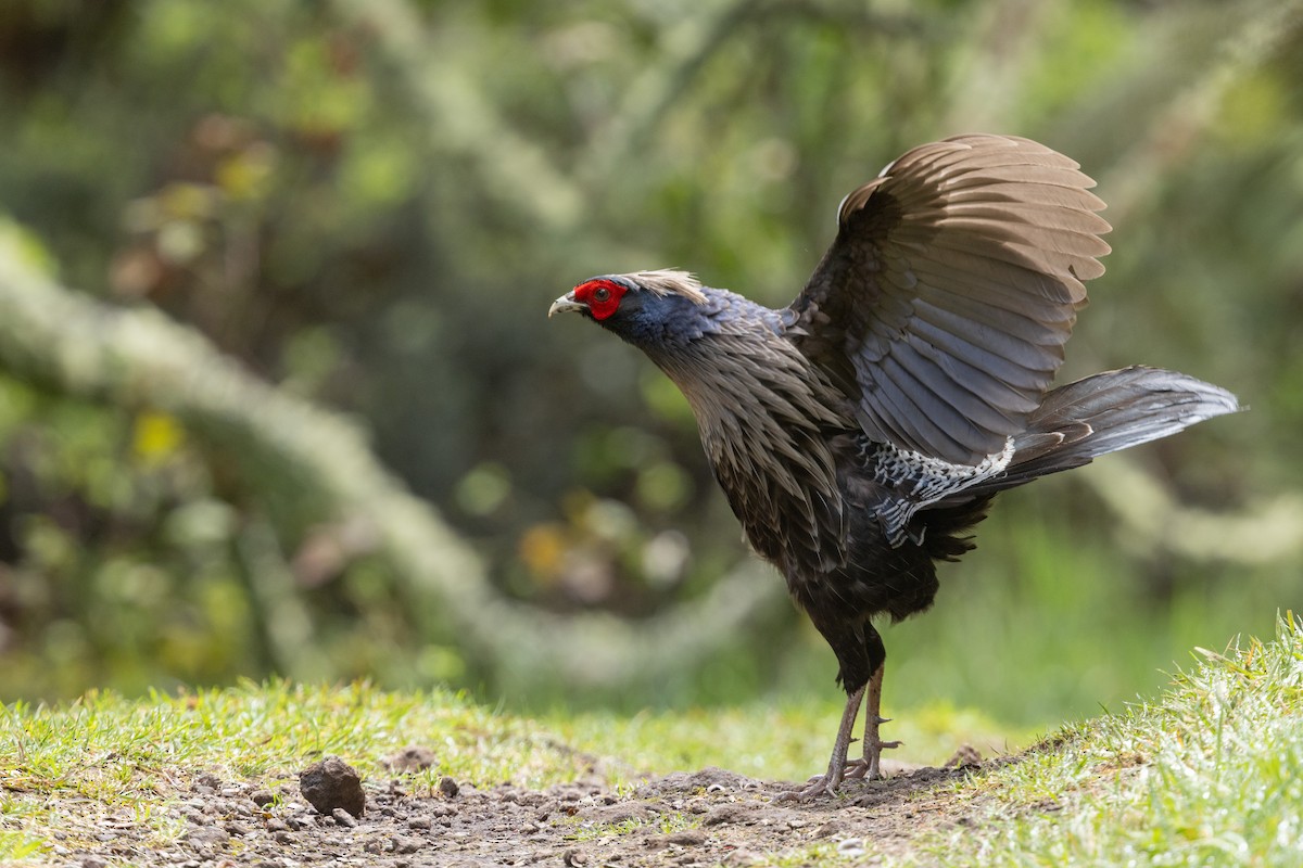 Kalij Pheasant - ML641351907