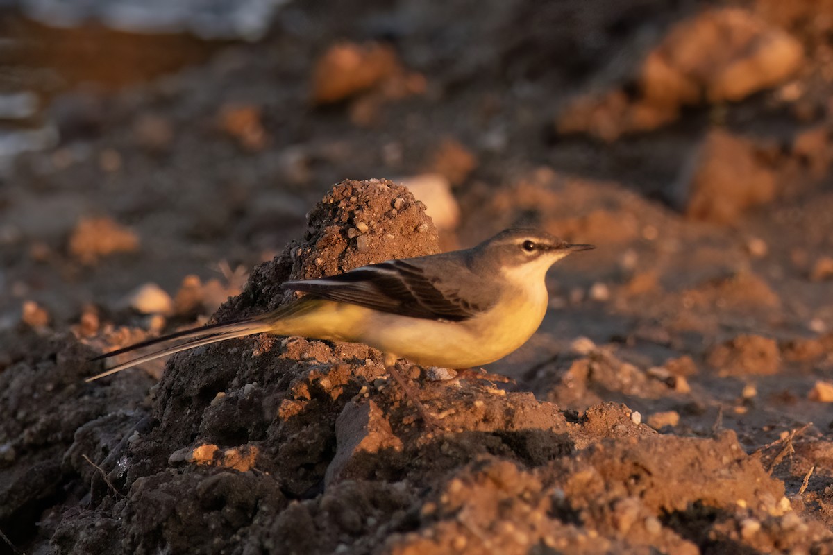 Ballerina gialla - ML641351908