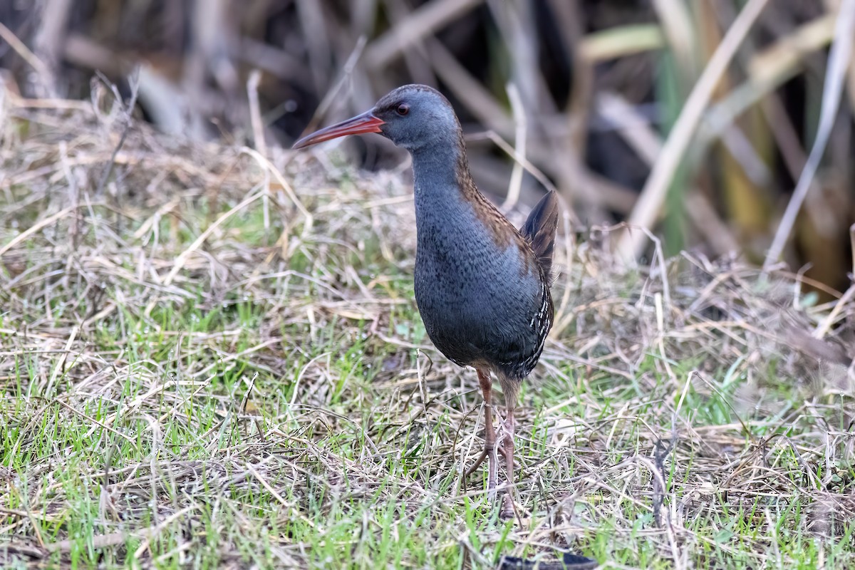 Porciglione - ML641351945