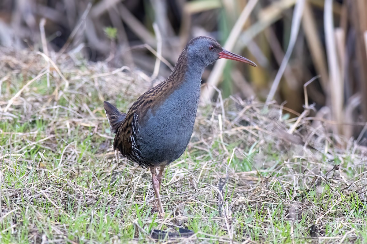 Porciglione - ML641351946