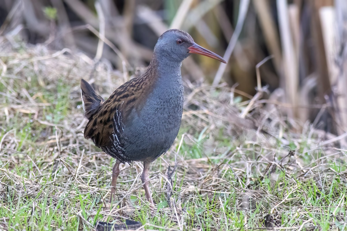 Porciglione - ML641351948