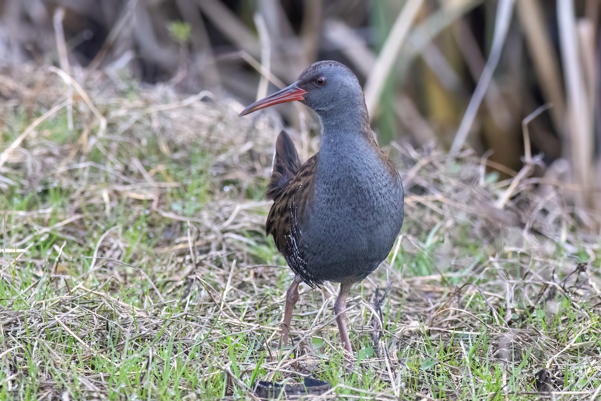 Porciglione - ML641351949
