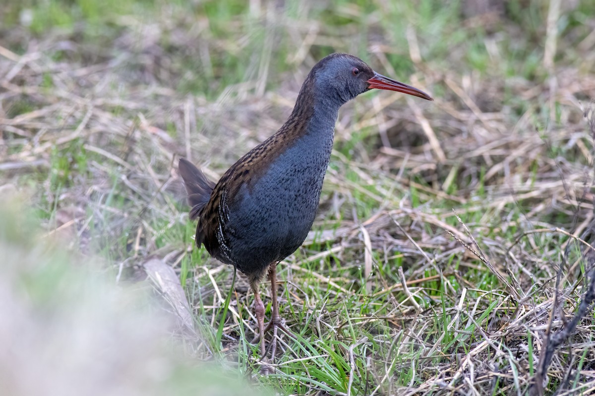 Porciglione - ML641351950