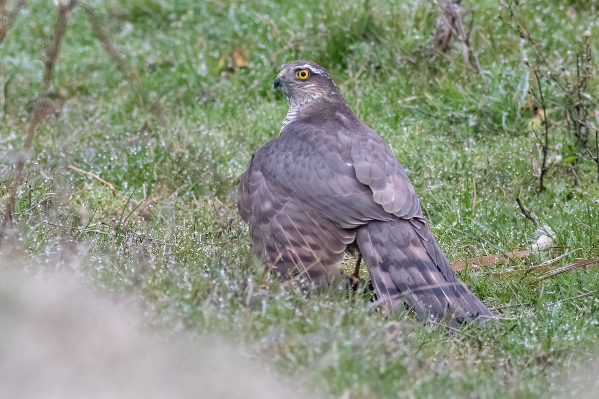 Sparviere - ML641351957