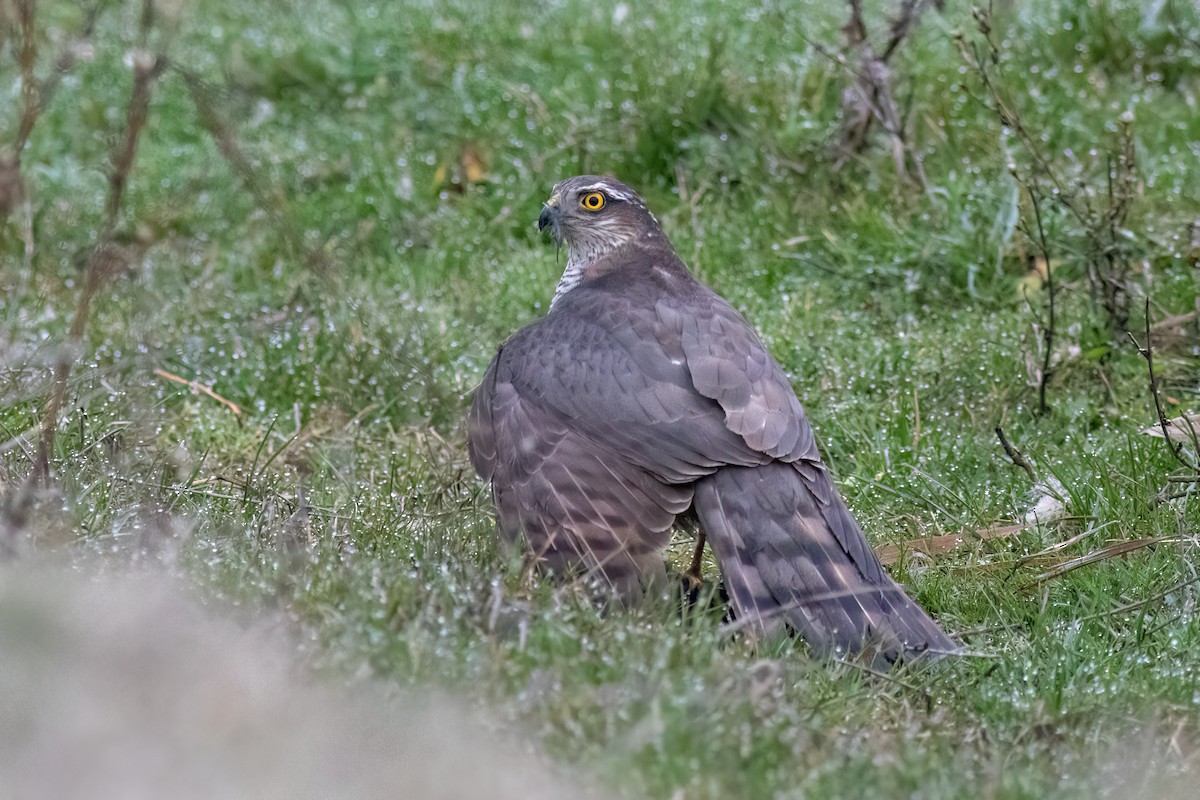 Sparviere - ML641351959