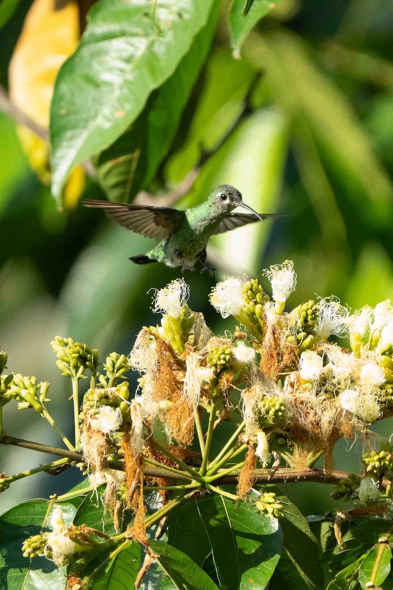 Green-tailed Goldenthroat - ML641351976