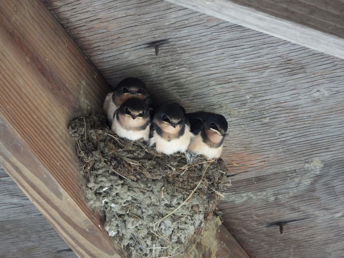 Barn Swallow - ML641351979