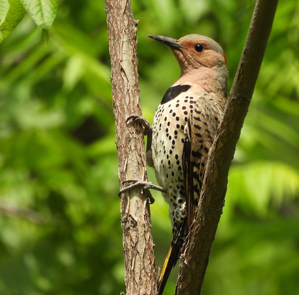 Northern Flicker - ML641351997