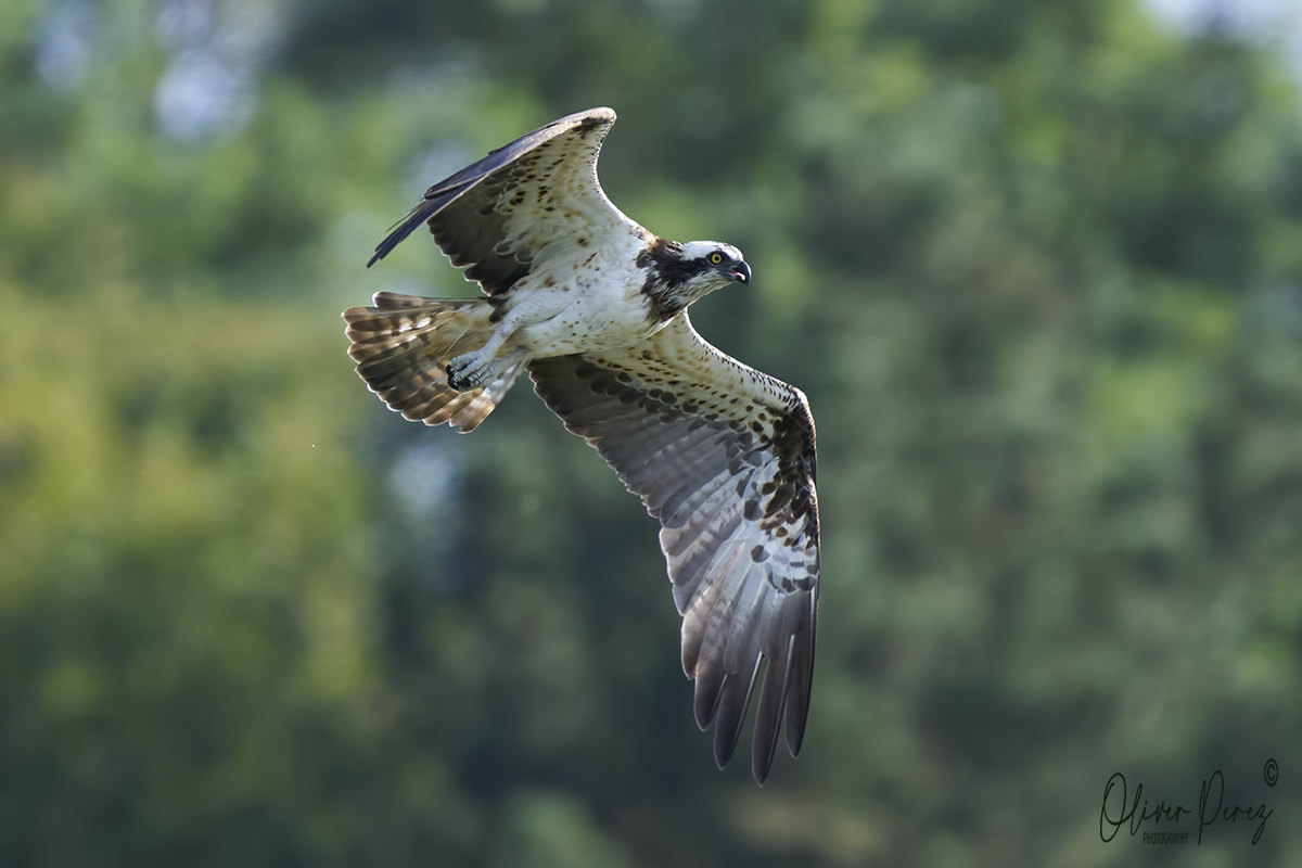 Osprey - ML641352004