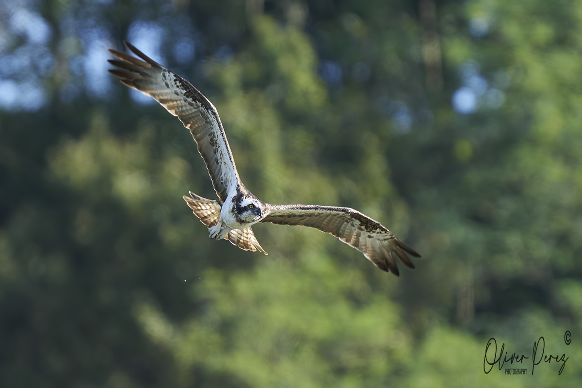 Osprey - ML641352006