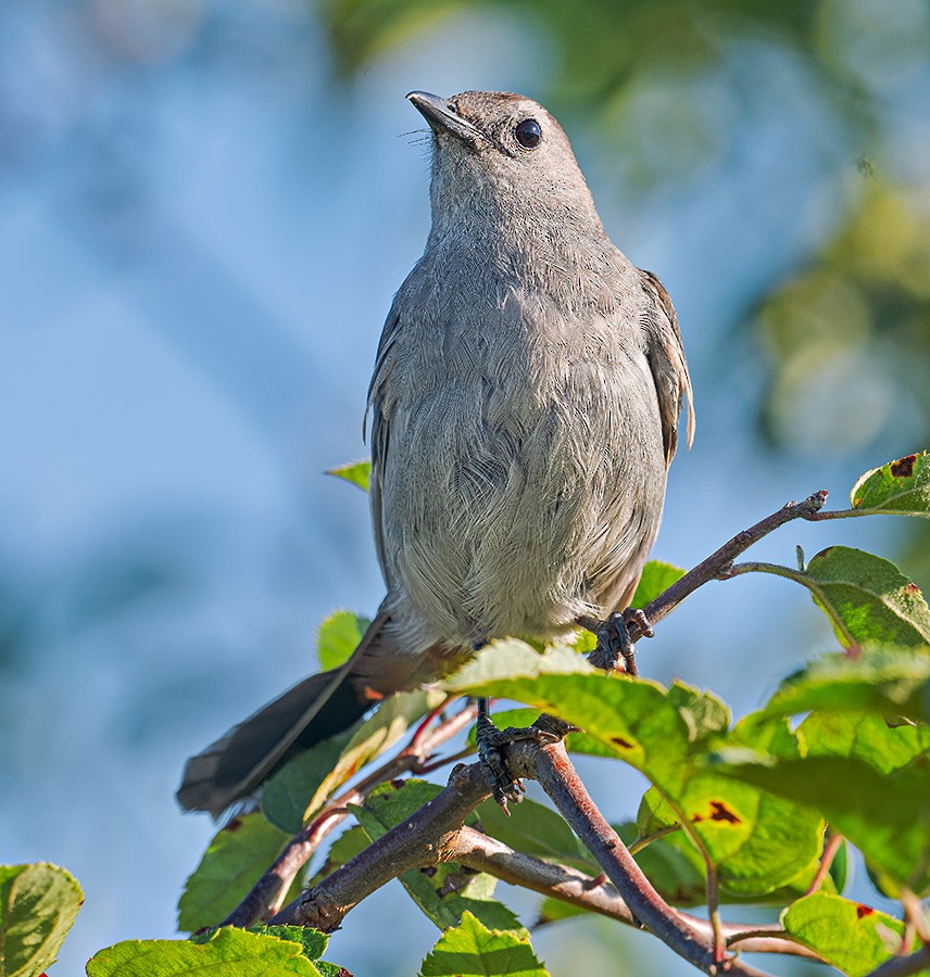 Gray Catbird - ML641352017