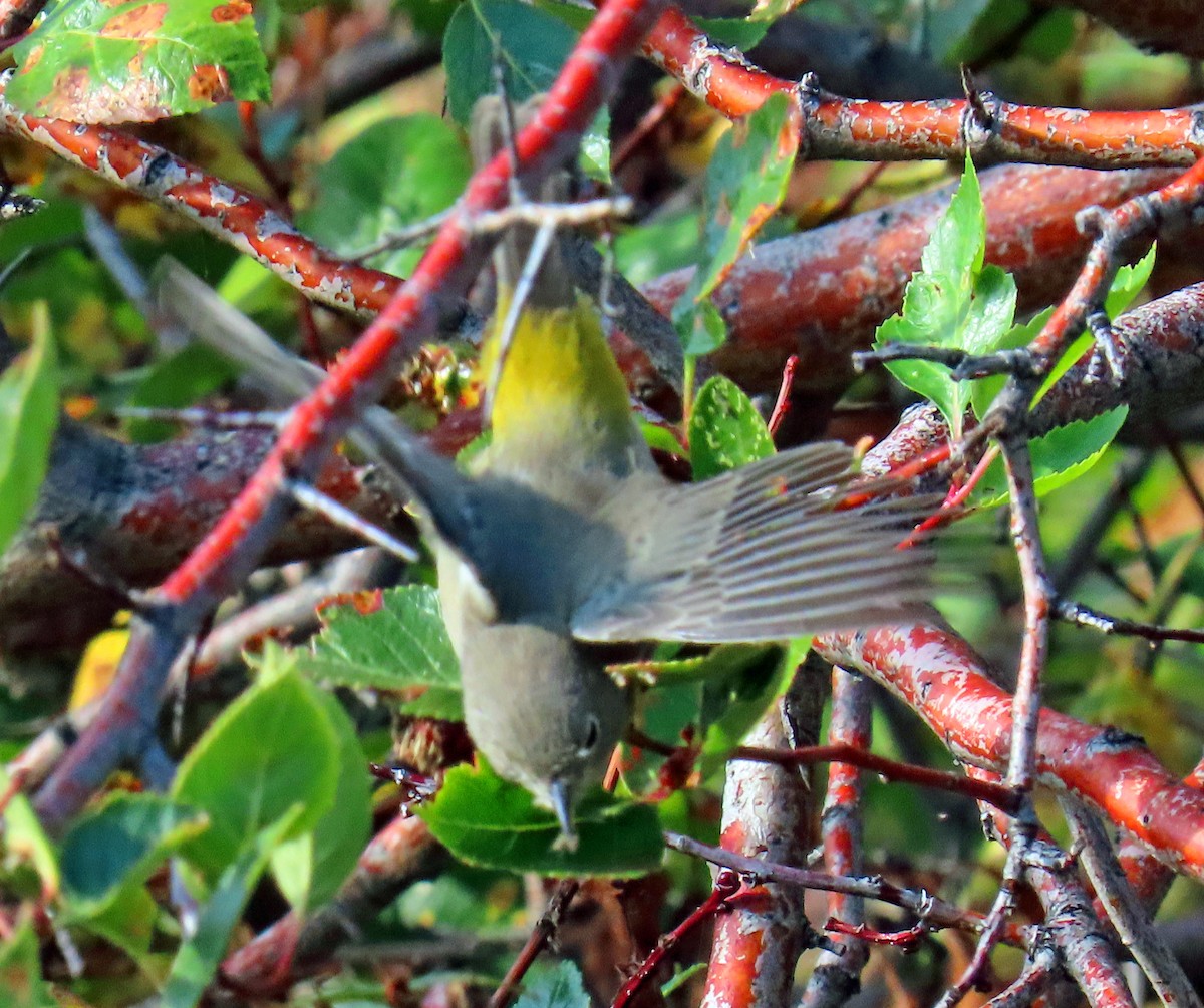 Virginia's Warbler - ML641352130