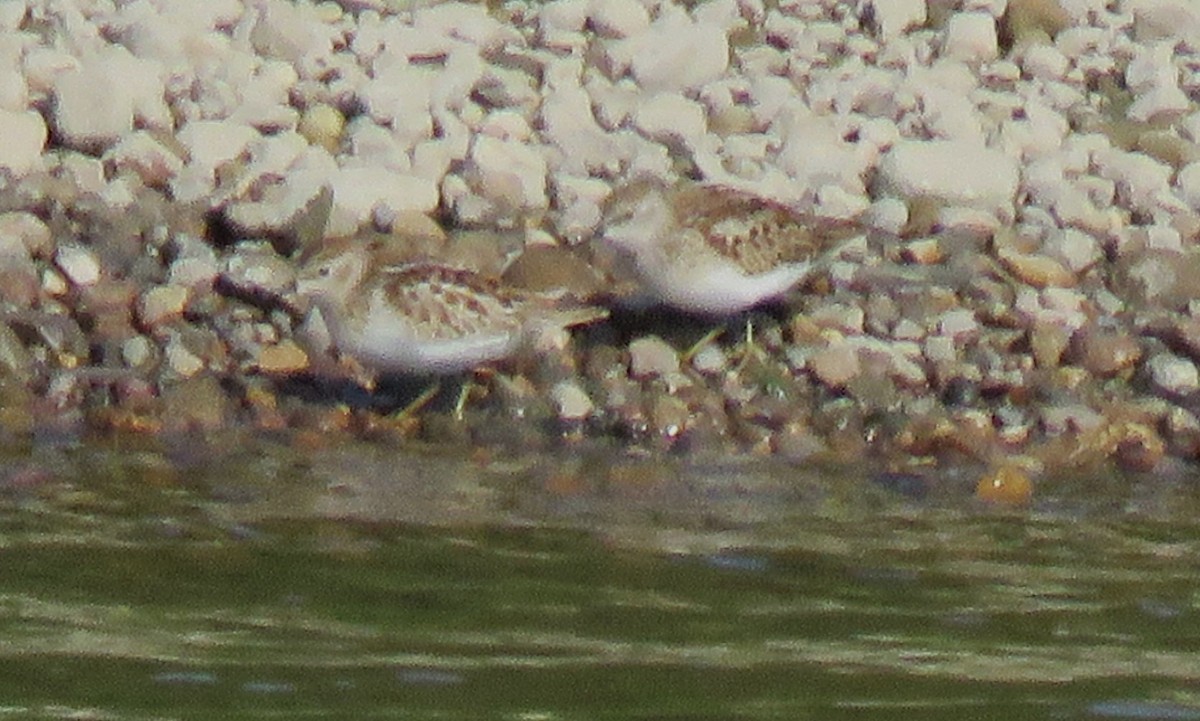 Least Sandpiper - ML641352137