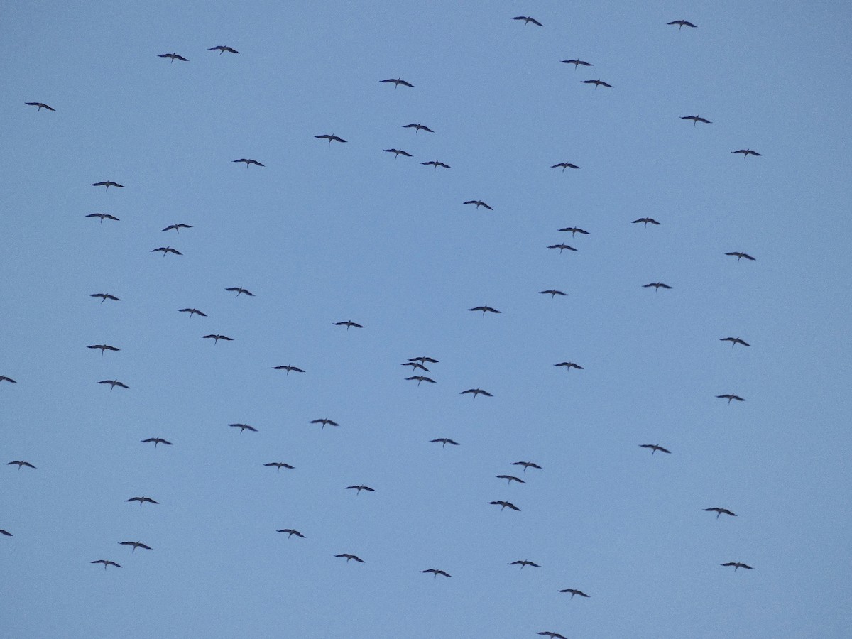 White Stork - ML641352154
