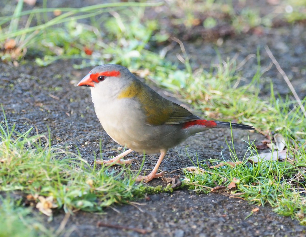Red-browed Firetail - ML641352166