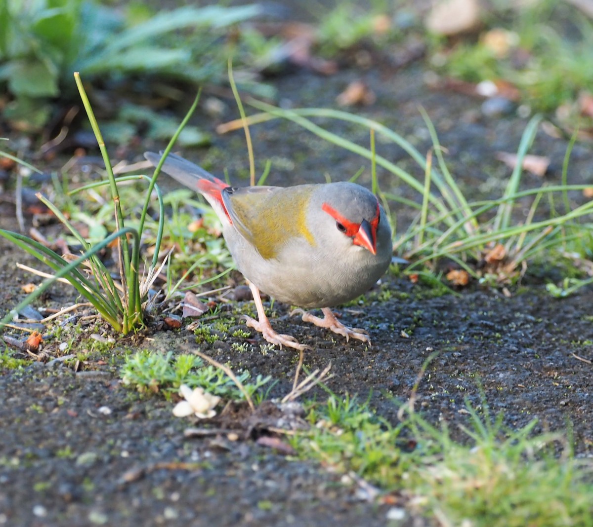 Red-browed Firetail - ML641352167