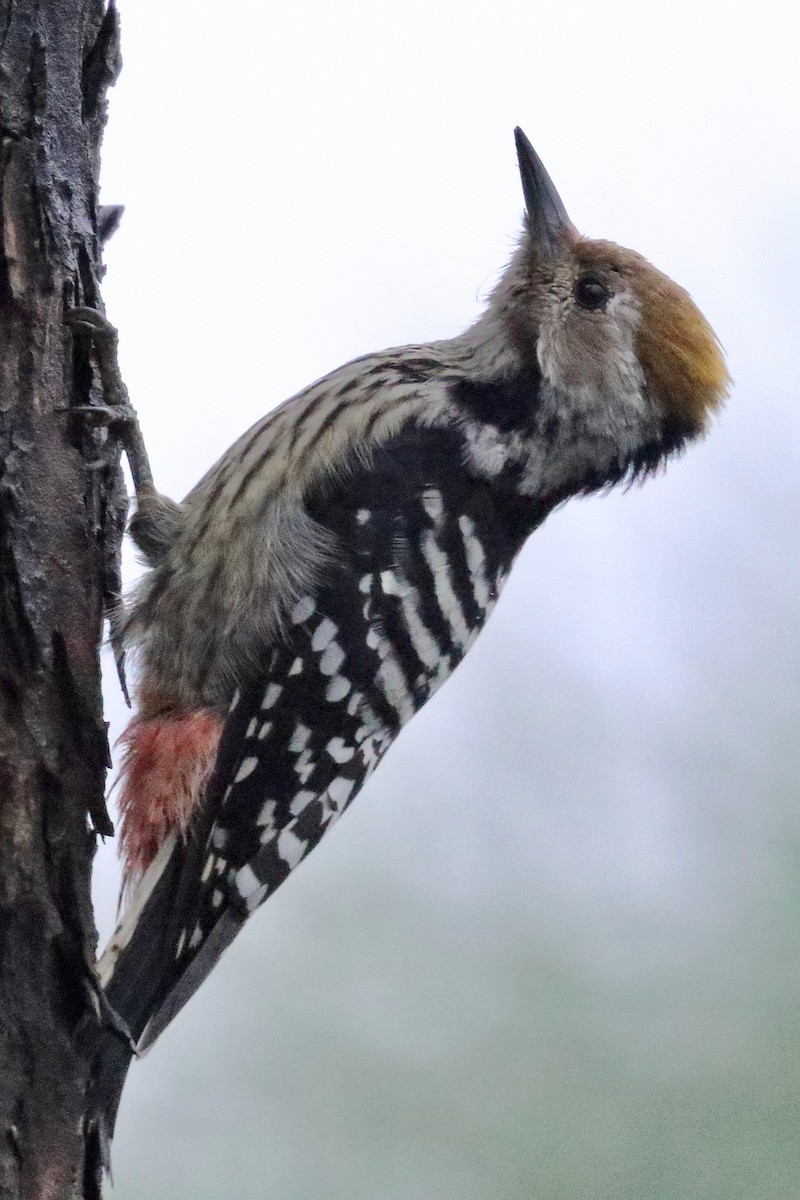 Brown-fronted Woodpecker - ML641352173